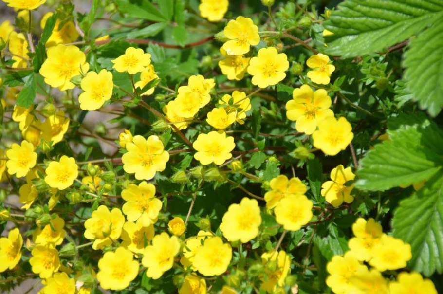 Potentilla astracanica