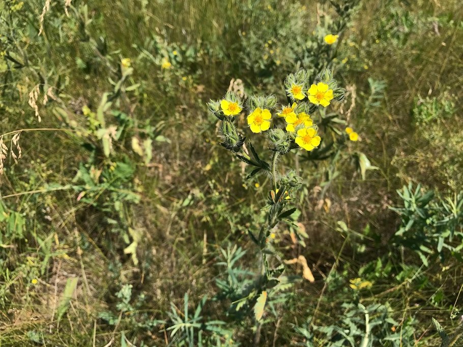Potentilla canescens