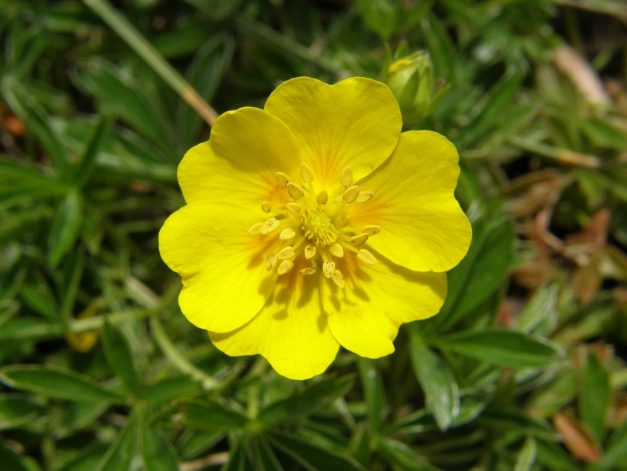 Лапчатка Арктическая