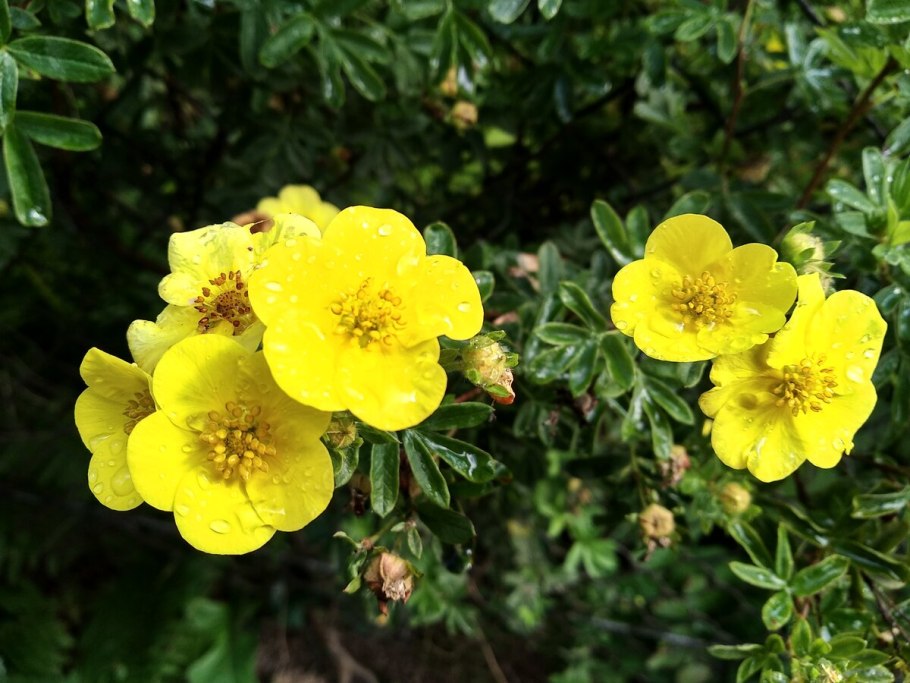 Лапчатка серебристая — Potentilla argentea l.