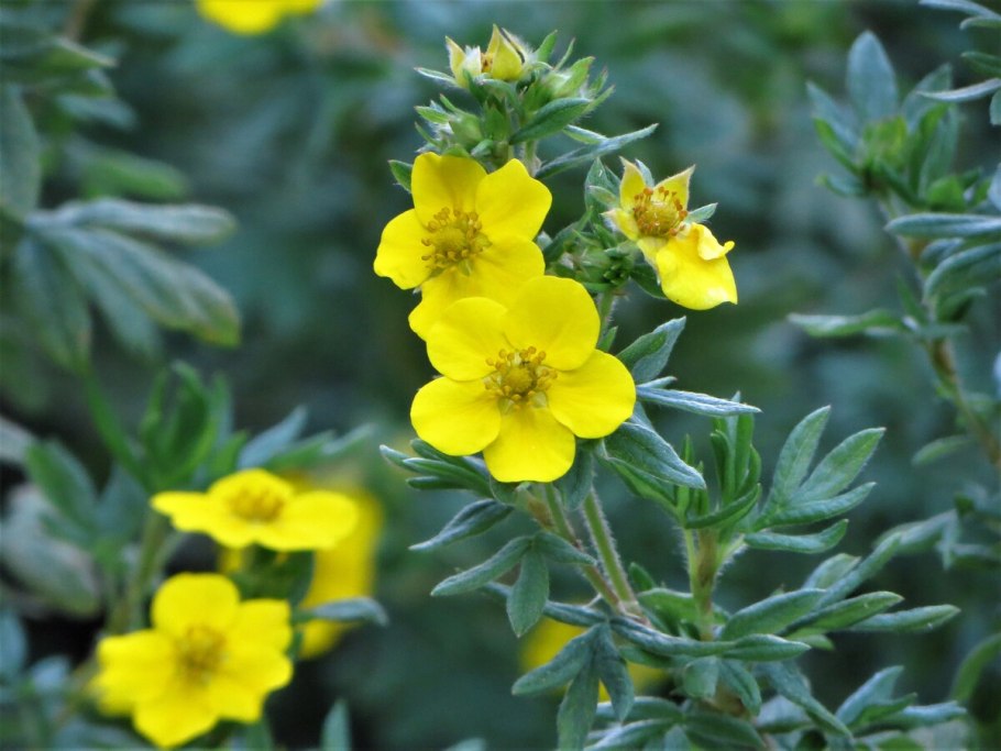 Potentilla astracanica