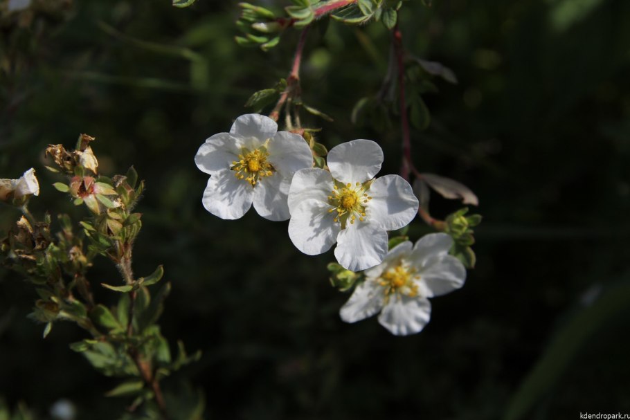 Лапчатка Даурская