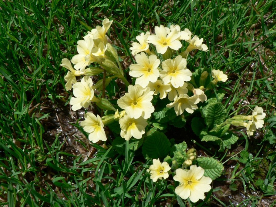 Примула подушковидная