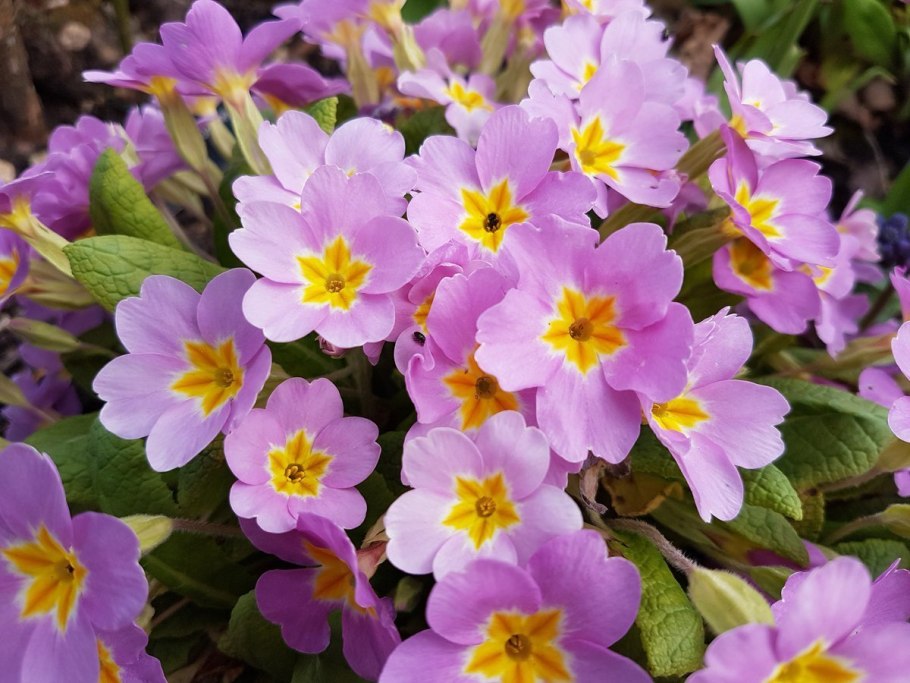 Дикая примула первоцвет