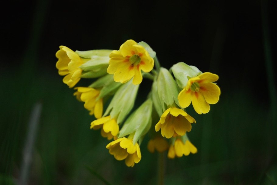Примула высокая (Primula elatior),
