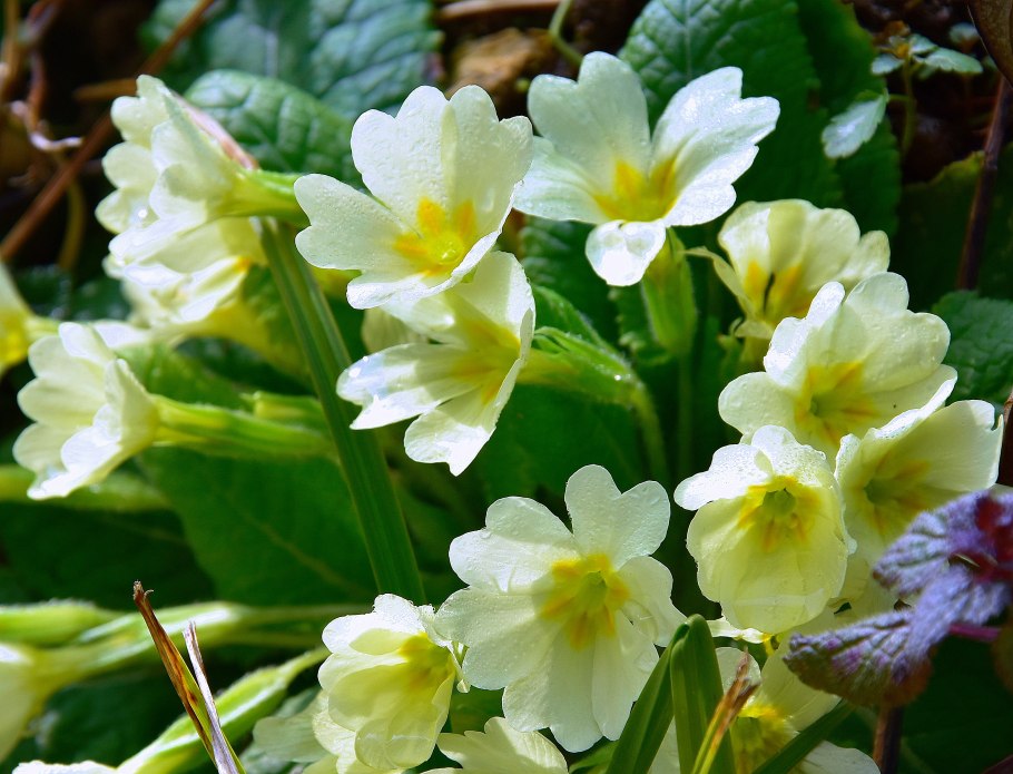 Примула первоцвет