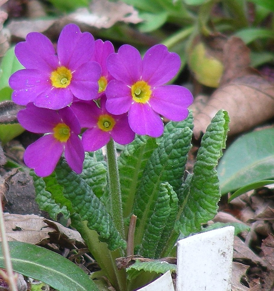 Примула вульгарис