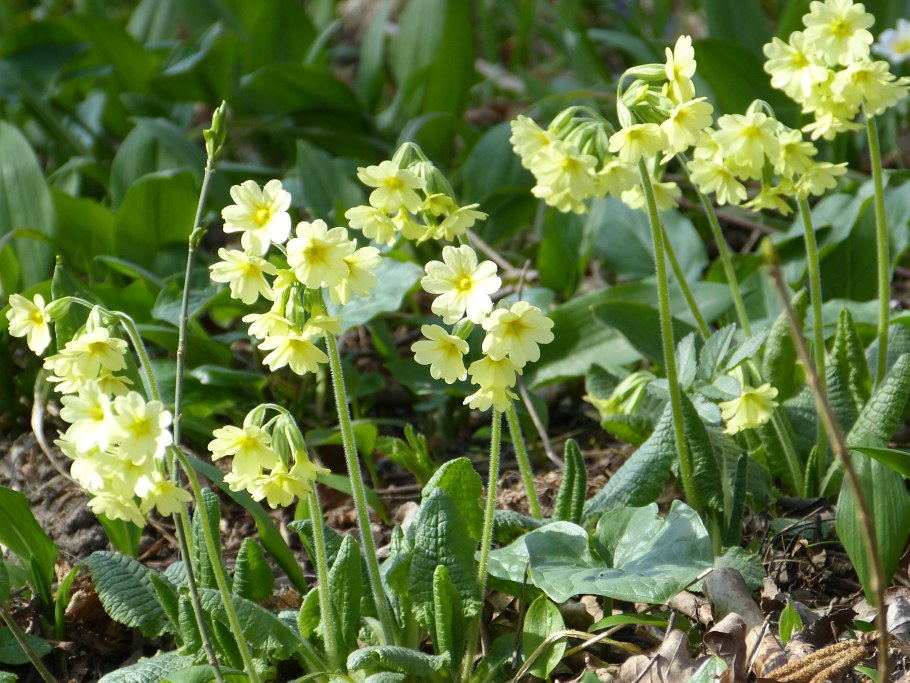 Примула крупночашечковая (Primula macrocalyx),