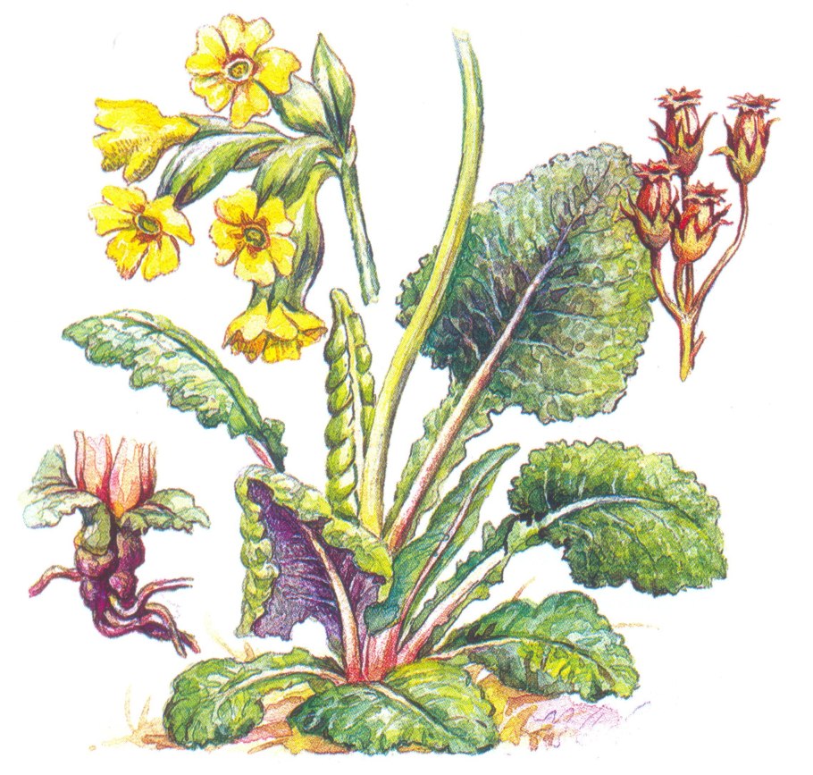 Первоцвет весенний лекарственный примула