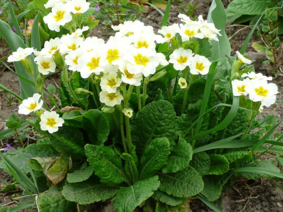 Примула дантель