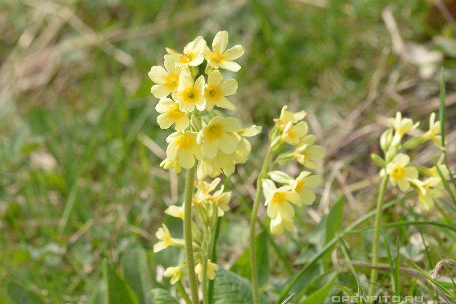 Дикая примула первоцвет