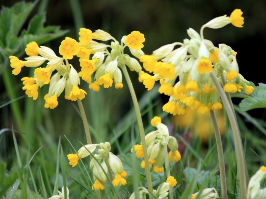Примула высокая цветы