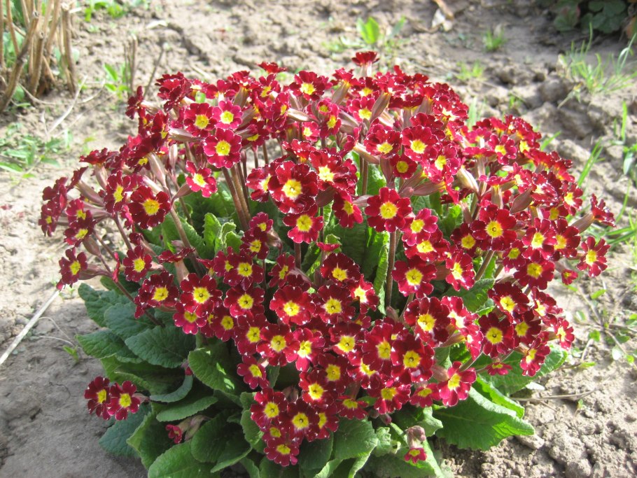 Примула красная