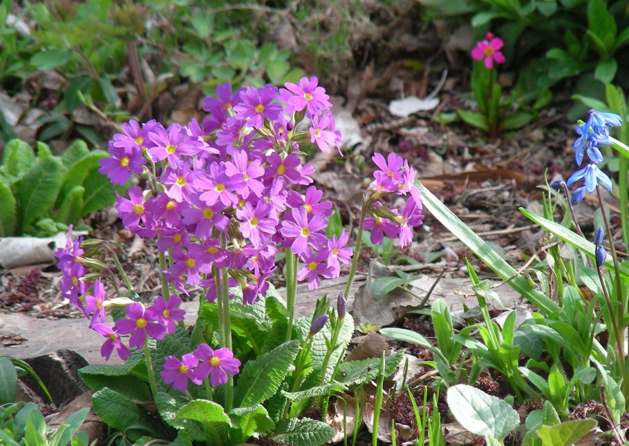Примулы Oreophlomis