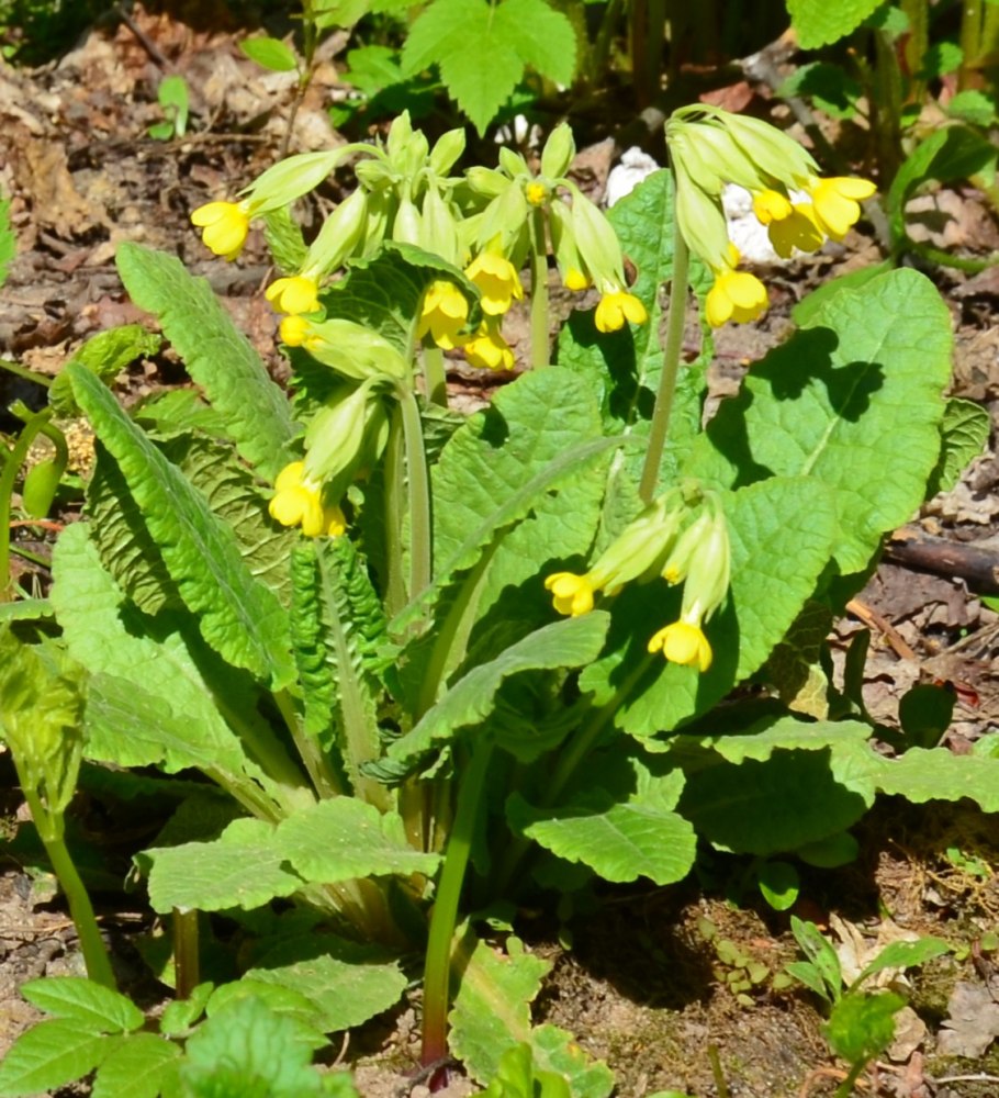 Примула обыкновенная