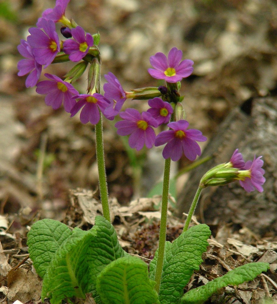 Примула высокая (Primula elatior),