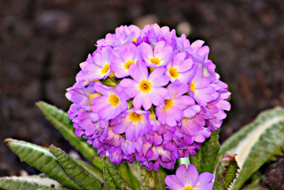 Примула акаулис