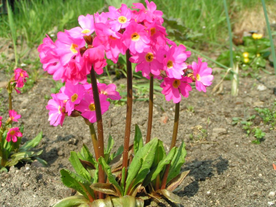 Примула розовая грандифлора