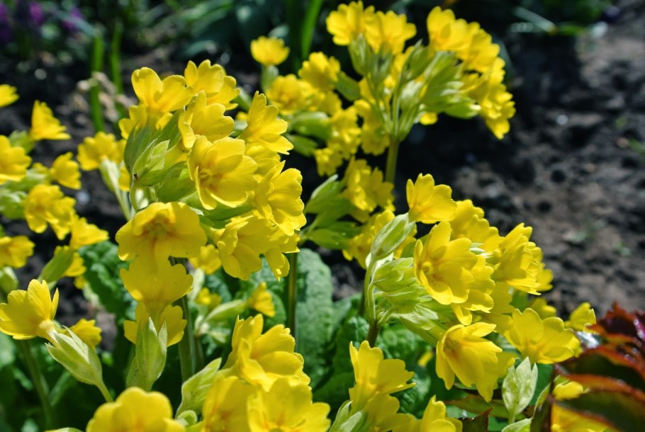 Примула Голд Лейс Скарлет