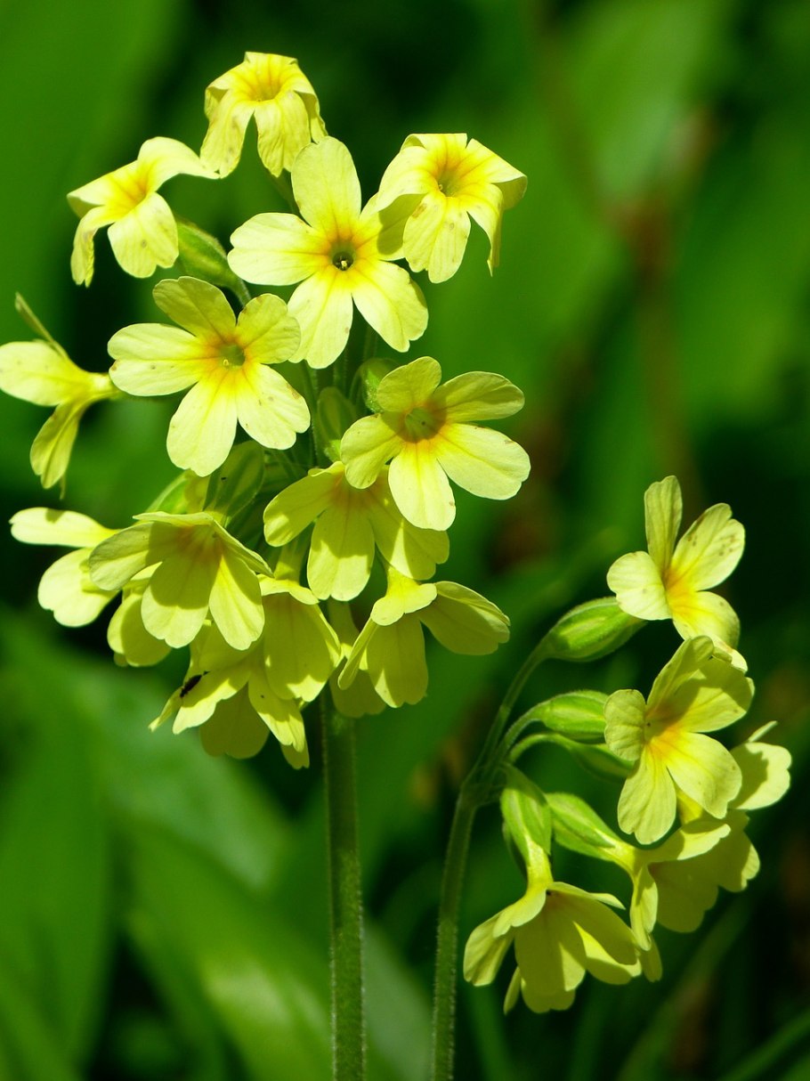 Примула Альба высокая