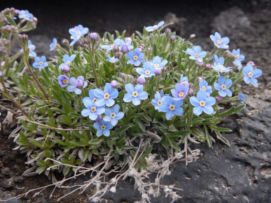 Незабудочник Сахалинский