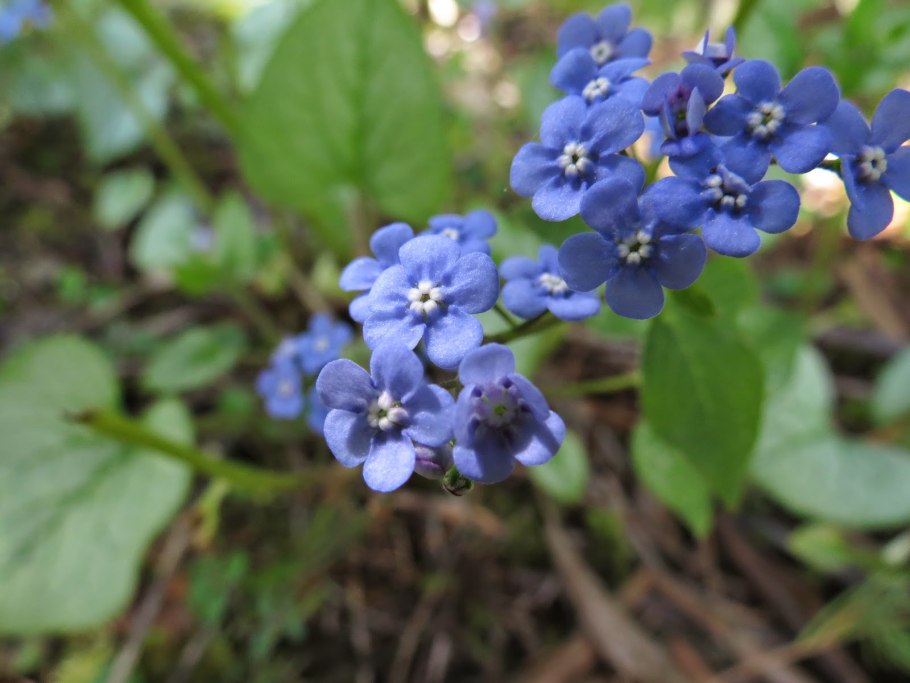 Бруннера Сибирская Незабудочник