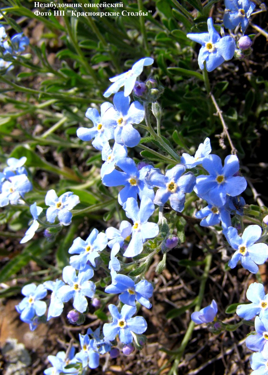 Незабудочник Сахалинский