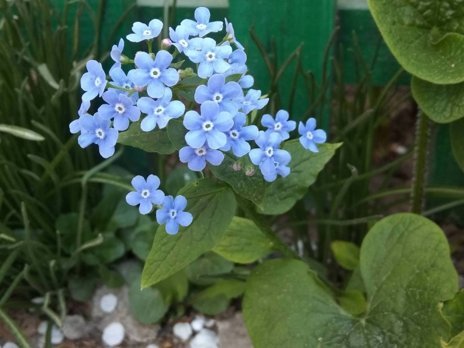 Незабудочник Караваева