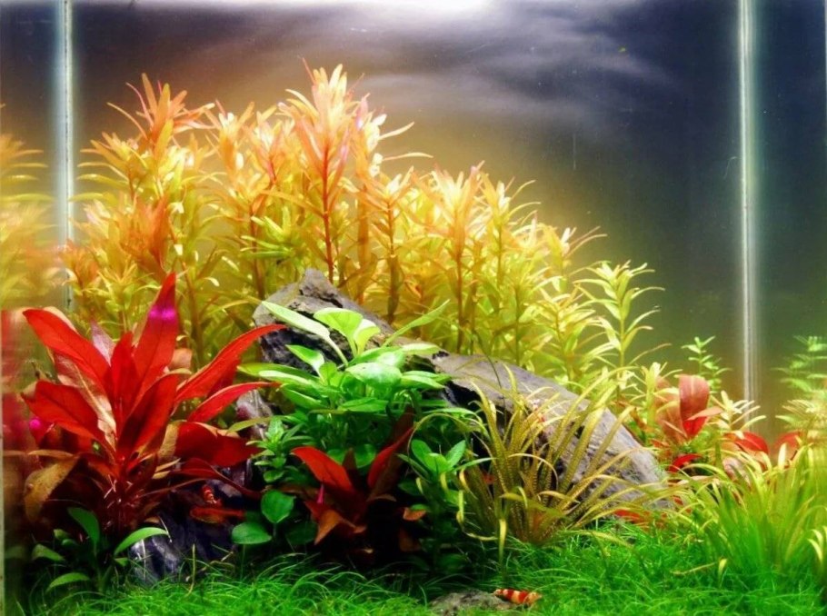 Акваскейп голландский