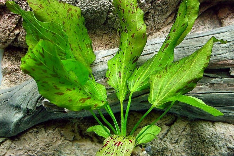 Амбулия сидячецветковая