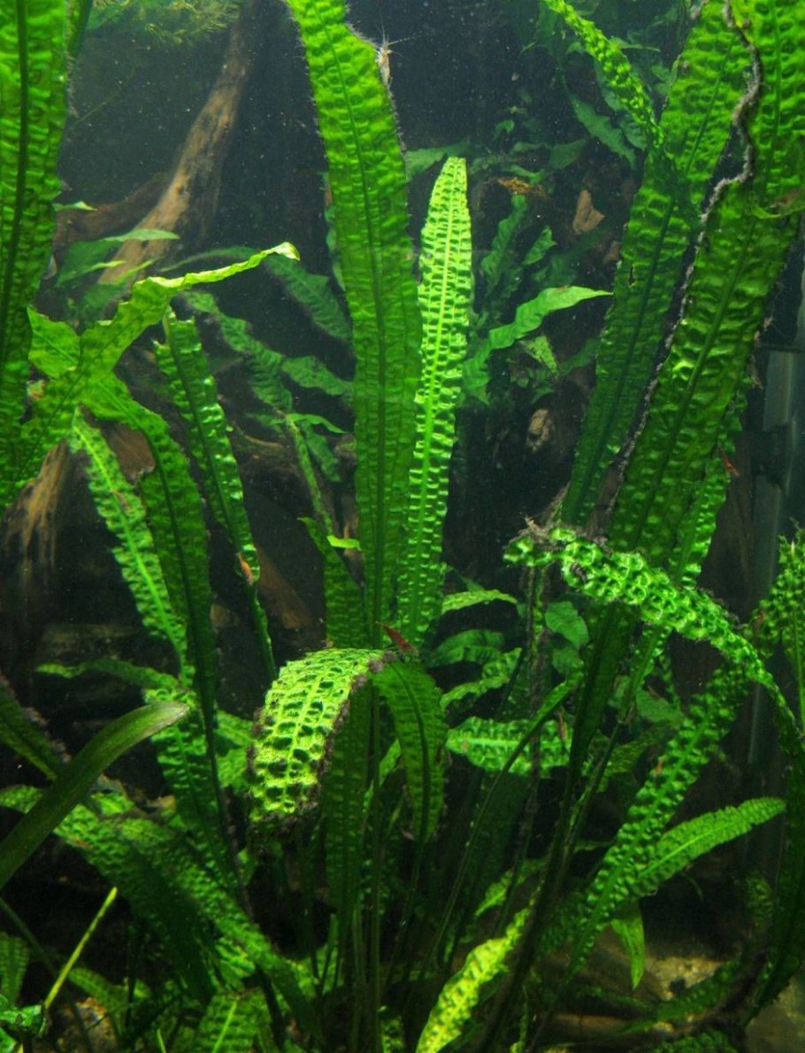 Эхинодорус Блехера (Echinodorus bleheri)*