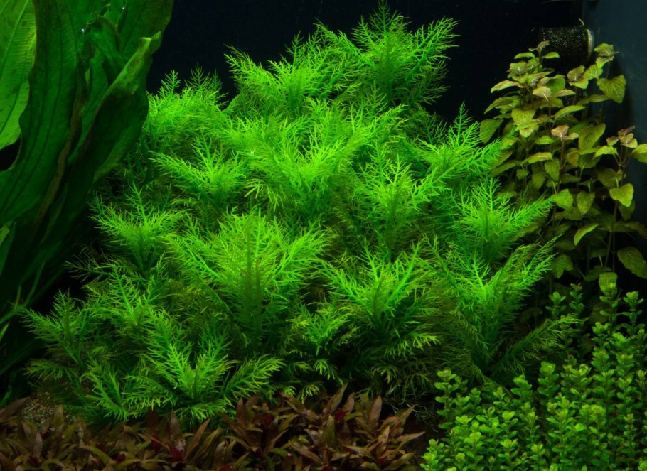 Гигрофила бальзамика