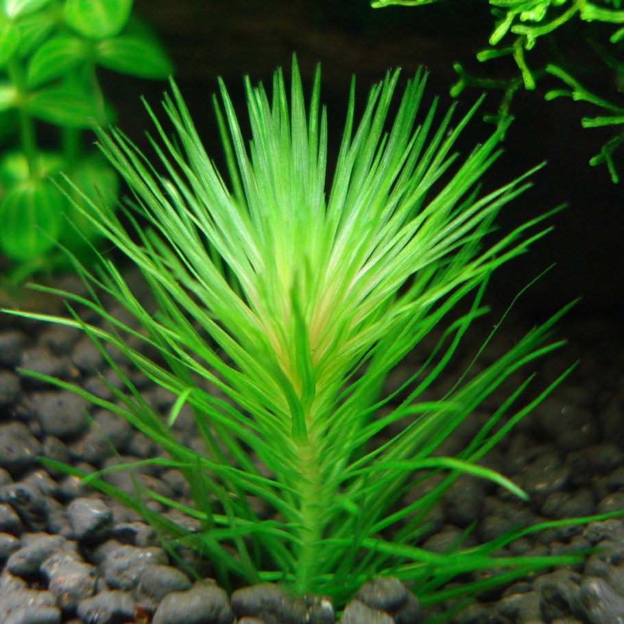 Ротала Наньеншан