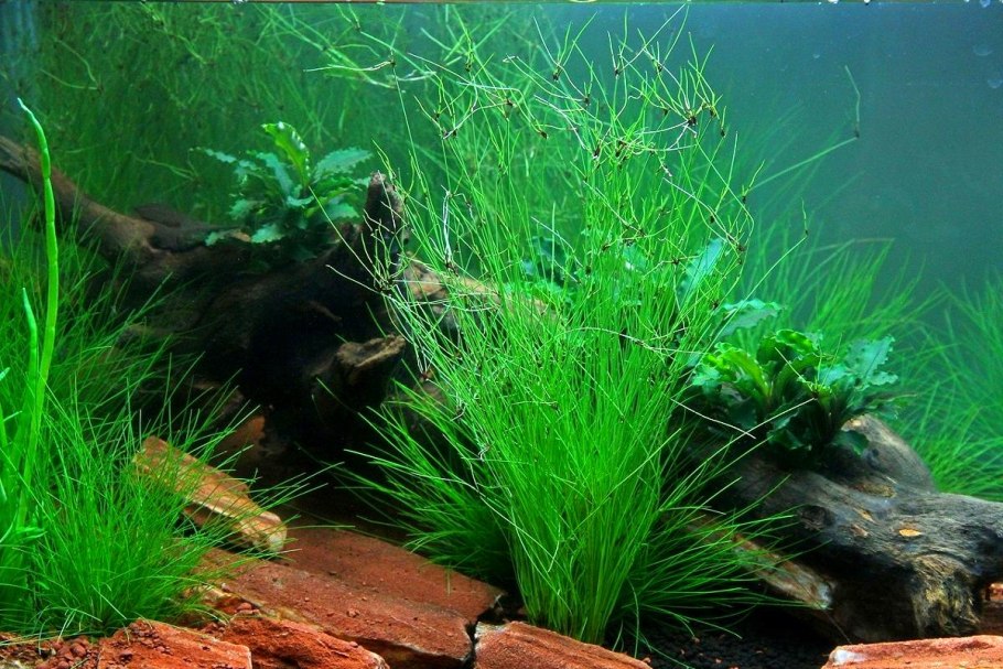 Эхинодорус "Оцелот" (Echinodorus Ozelot)