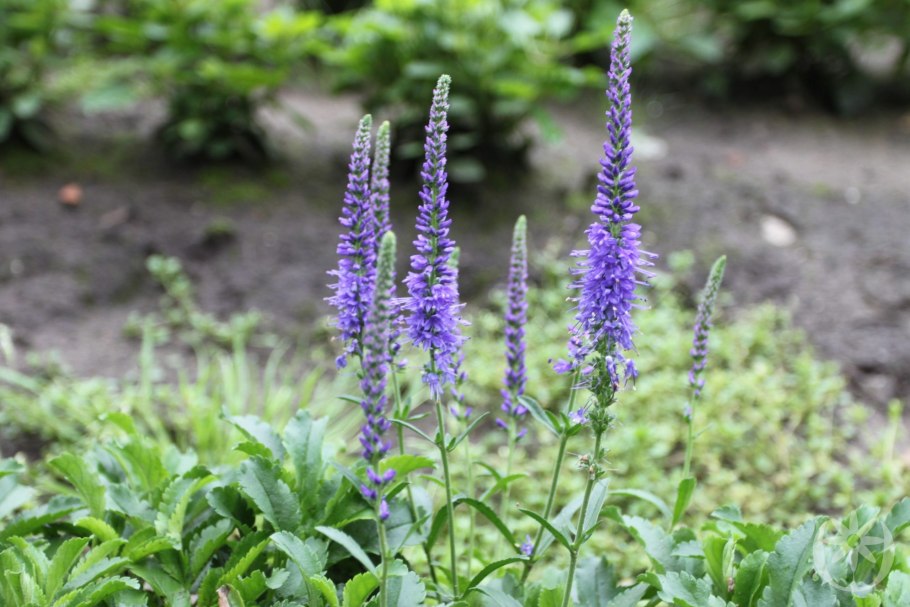 Вероника колосистая - Veronica spicata