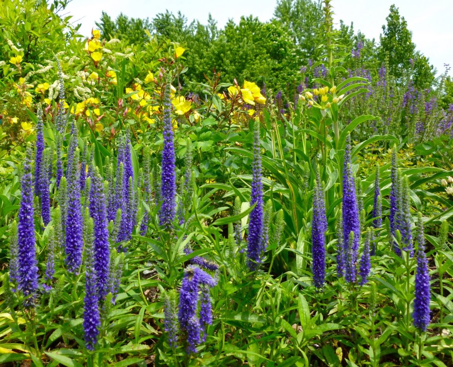 Вероника длиннолистная Альба