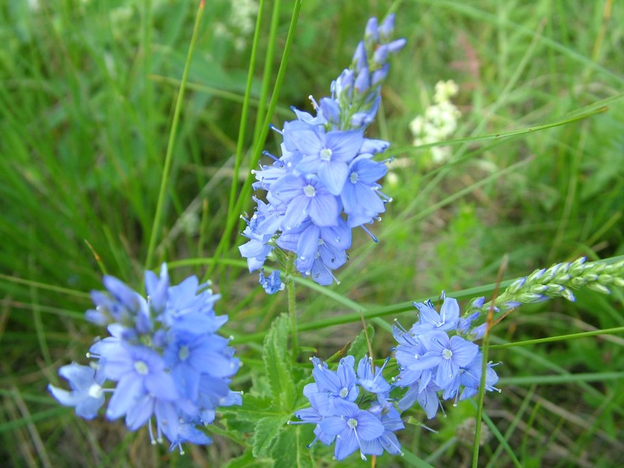 Вероника Альпийская