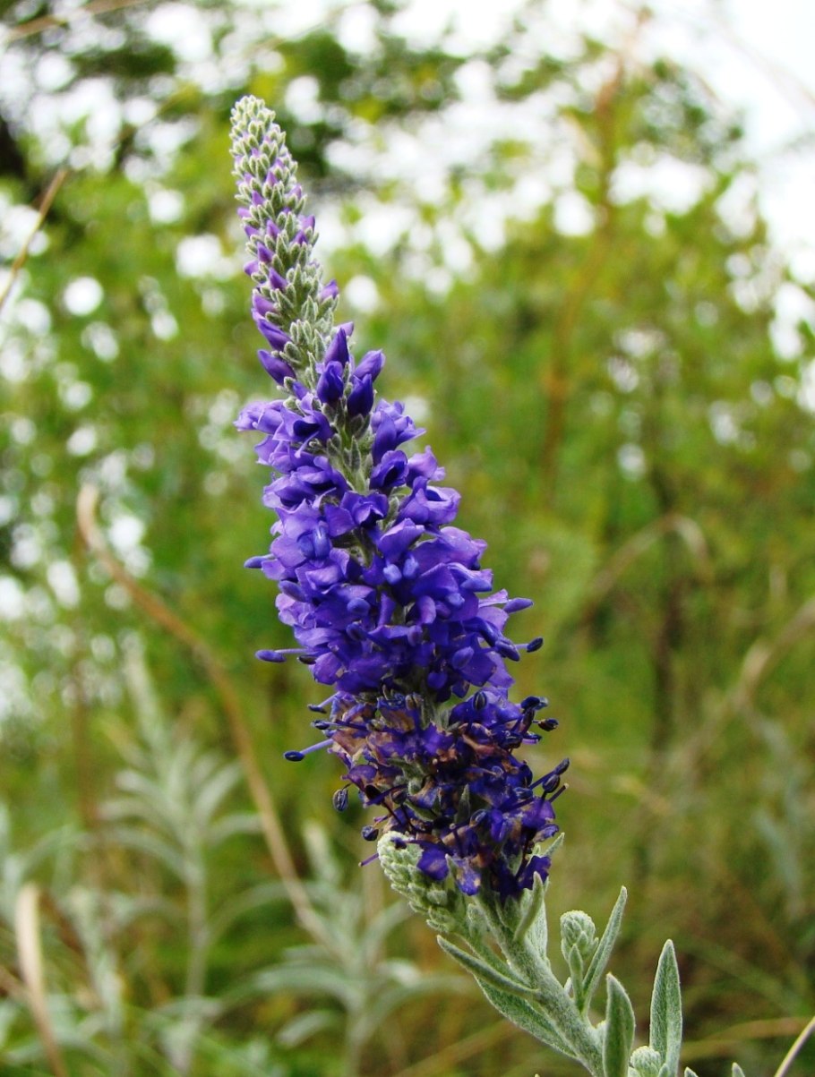 Вероника горечавковая, голубая