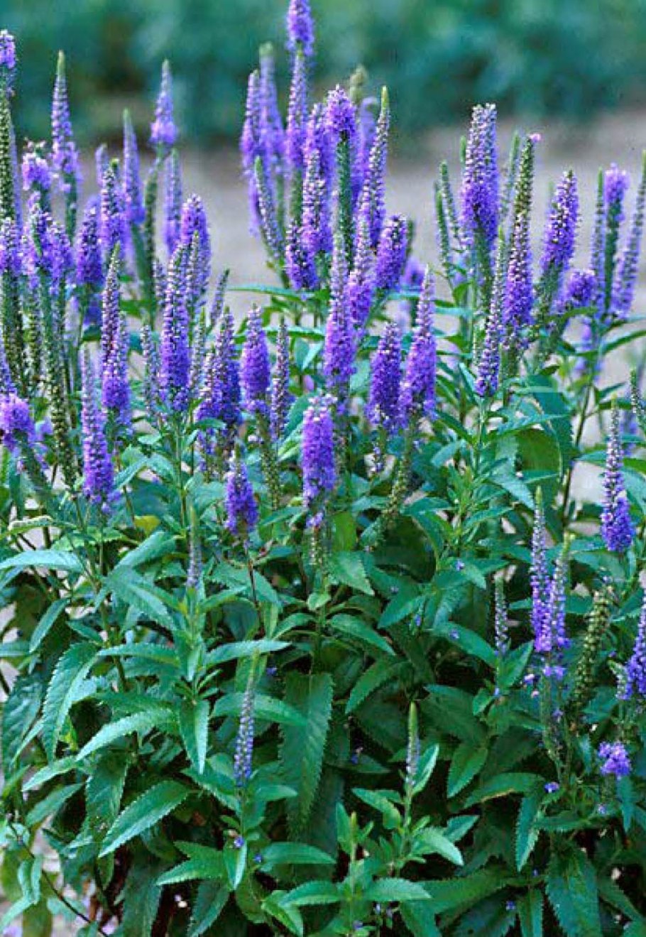 Вероника Альпийская