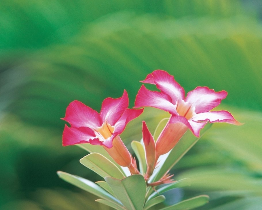 Барвинок большой Vinca Major