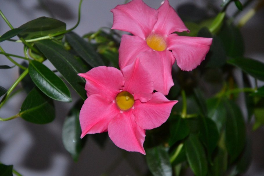 Сорт олеандра Кардинал