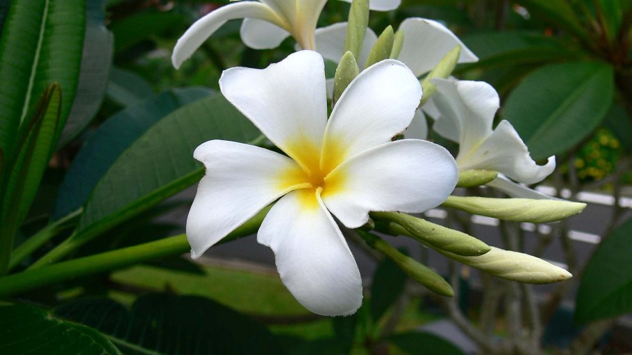 Holarrhena antidysenterica