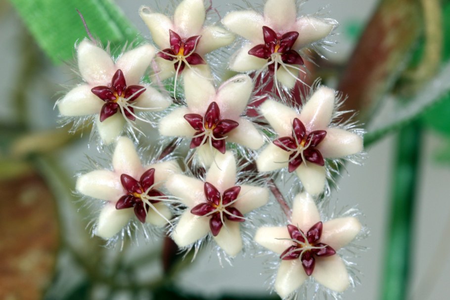 Плюмерия и пальмы