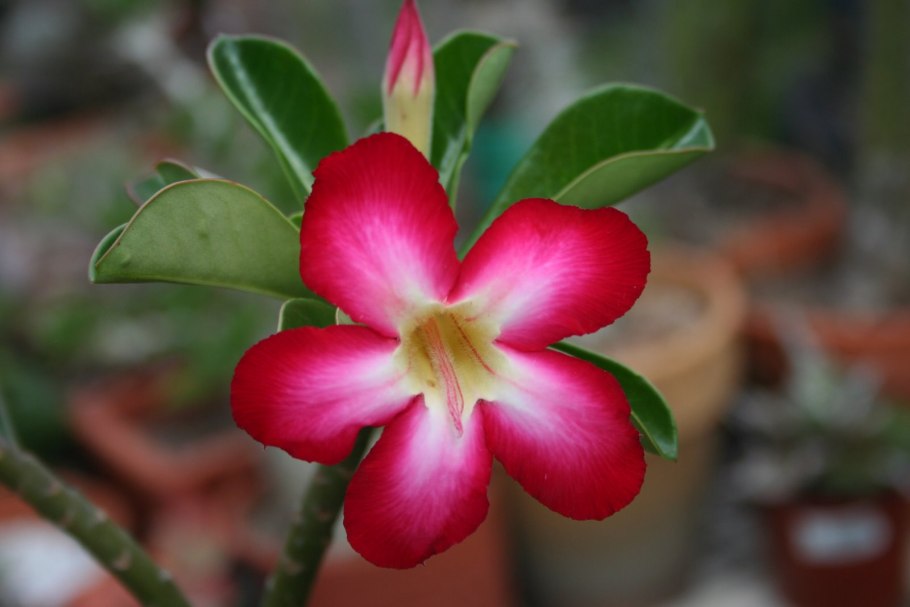 Цветы субтропиков