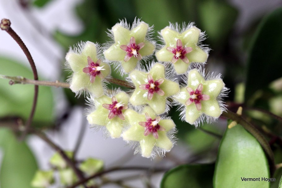 Криптостегия. Cryptostegia grandiflora