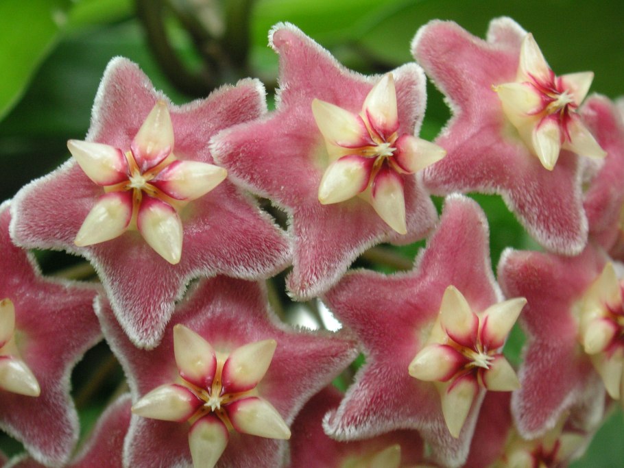 Адениум Mario