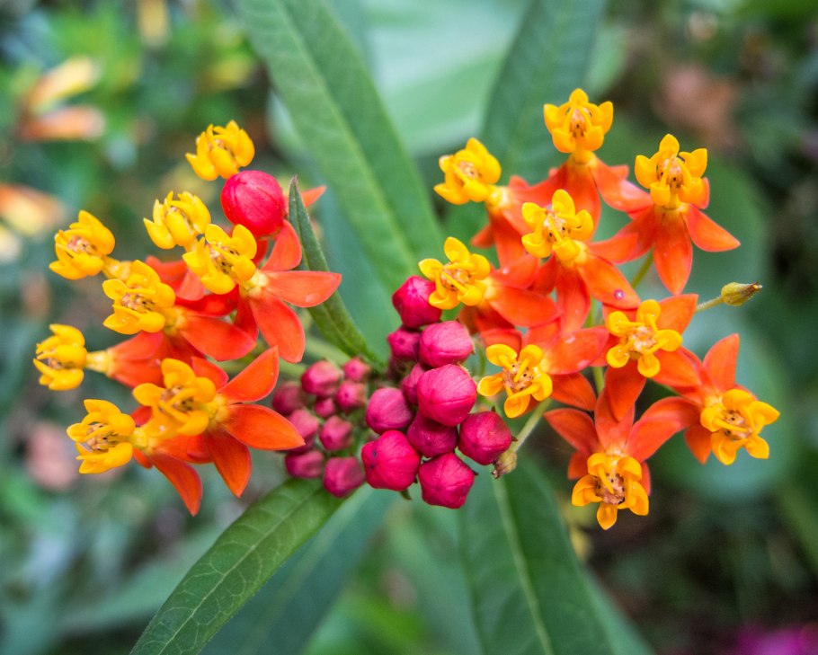 Бонсай Алламанда