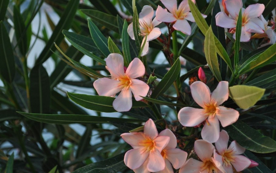 Цветок Лиана дипладения