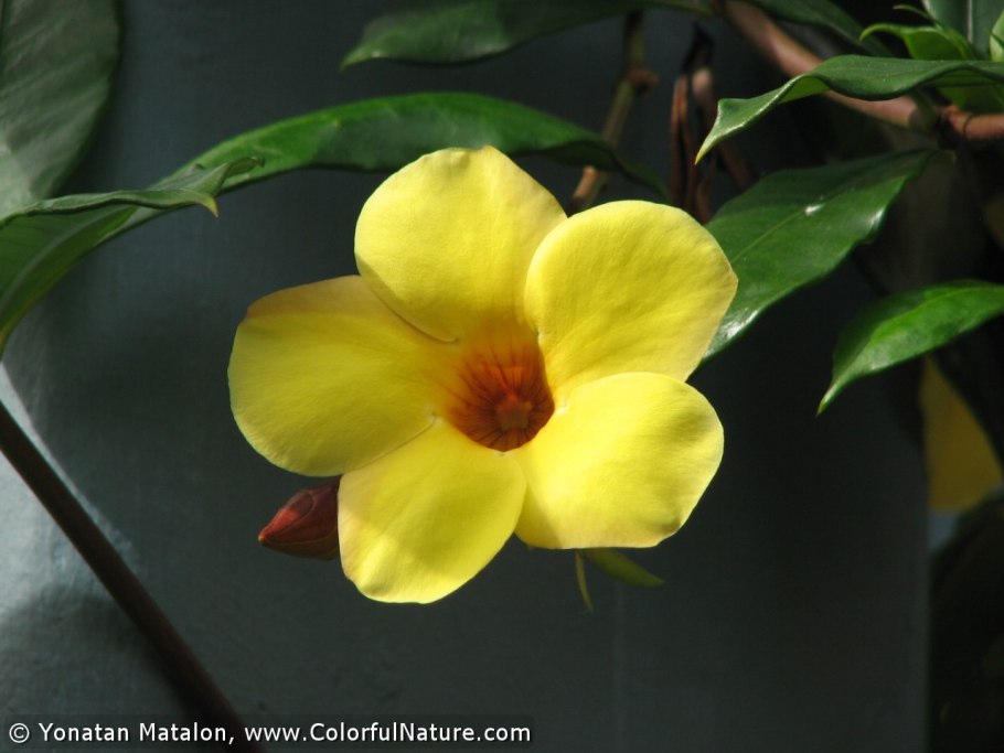 Олеандр Нериум белый