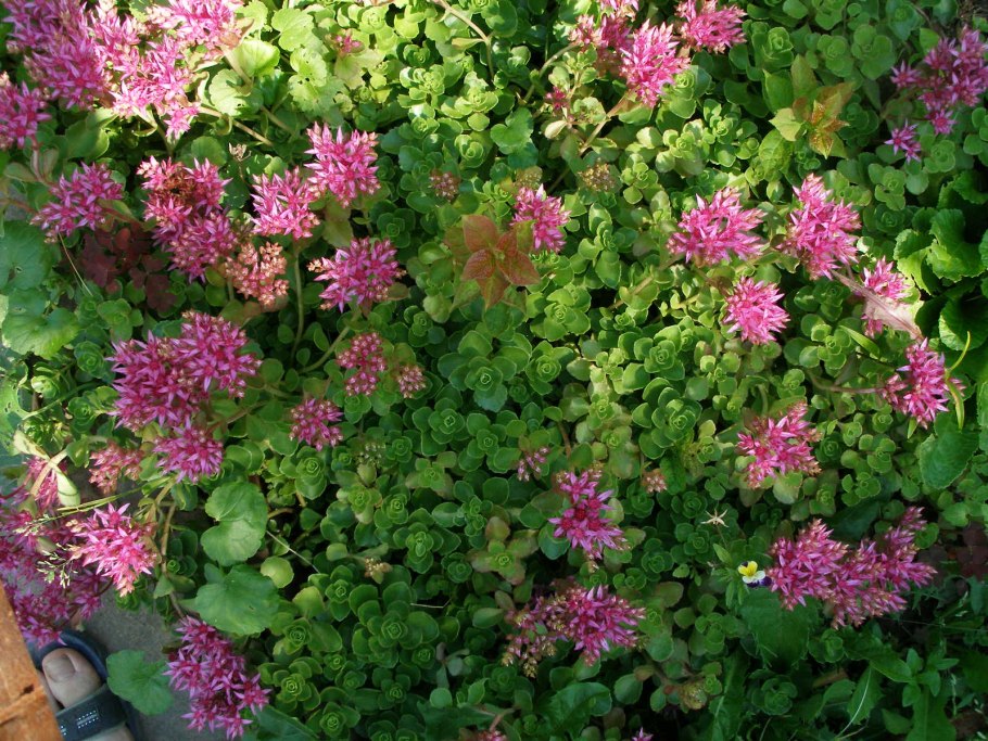 Седум Очиток ложный